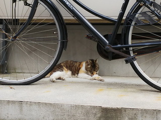 04hebi.jpg