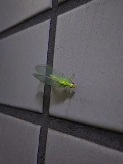 くさかげろう.jpg