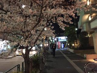 さくら0331.jpg