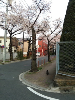 さくら033101.jpg