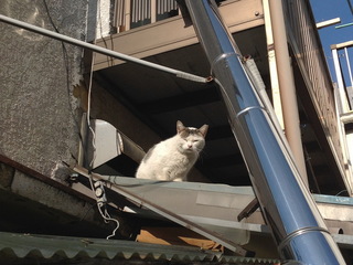 にゃ03.jpg