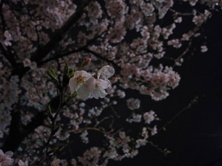 夜桜.jpg