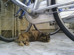自転車ねこ.jpg