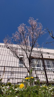 2つ.jpg