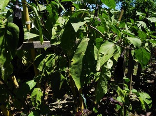 IMG_20190811_045046.jpg
