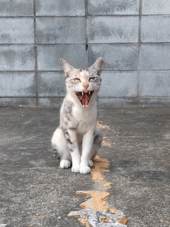 aku.jpg