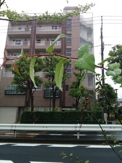 ame01.jpg