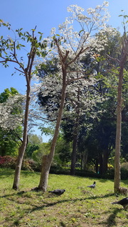hanami.jpg