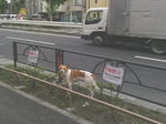 inu02.jpg