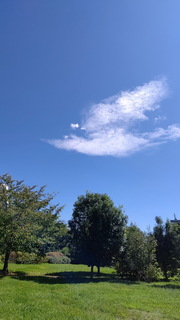 kumo.jpg