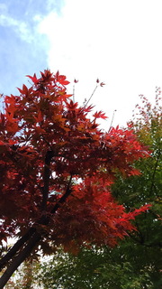 momiji.jpg