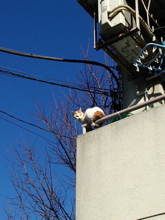 neco003.jpg