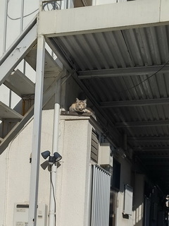 neko.jpg