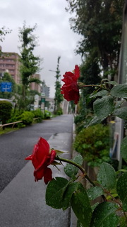 rain.jpg