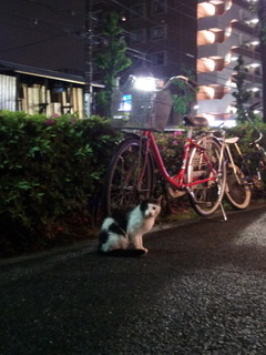 shiro02.jpg