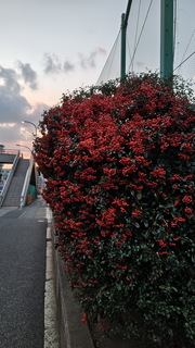 suzu.jpg