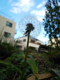 tanpopo.jpg