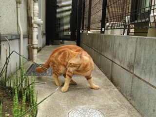 tora01.jpg