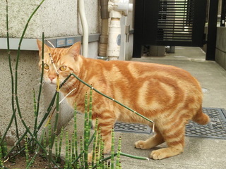 tora02.jpg