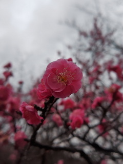 ume.JPG