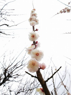 ume.jpg